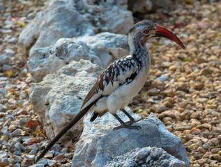 Gelbschnabeltoko, Namibia