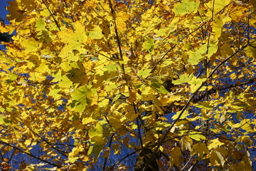 gelb leuchtende Ahornblätter im Herbst, Bayern