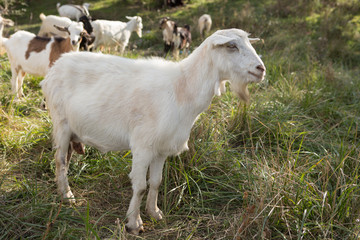 a herd of goats grazes on a meadow, green grass
