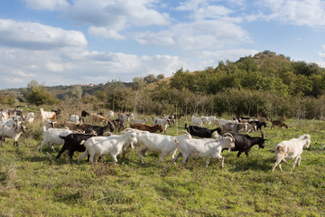 a herd of goats grazes on a meadow, green grass, a blue sky with clouds