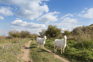 Obraz premium a herd of goats grazes on a meadow, green grass, a blue sky with clouds