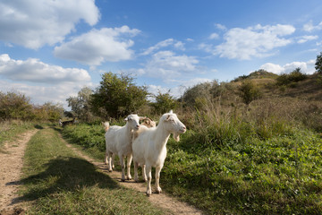 Obraz premium stado kóz pasie się na łące, zielonej trawie, błękitnym niebie z chmurami
