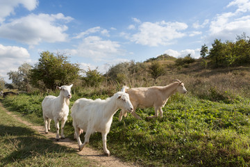 Fototapeta na wymiar a herd of goats grazes on a meadow, green grass, a blue sky with clouds