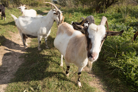 a herd of goats grazes on a meadow, green grass