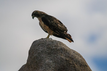 Red Tailed Hawk