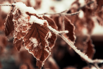 beautiful autumn leaves in the first snow. frozen leaves. Winter background with tree branches.