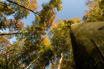 Buchenwald bunt gefärbte Blätter im Herbst emporragend gegen blauen Himmel