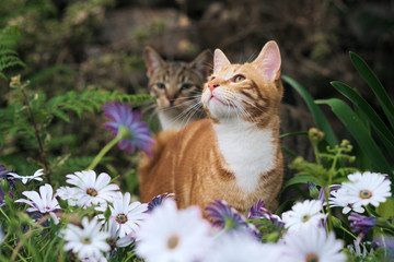 Naklejka na ściany i meble Cute ginger and tabby kittens in garden of white flowers