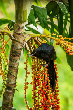 Male Asian koel (Eudynamys scolopaceus) in a natural habitat
