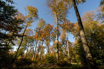 Buchenwald bunt gefärbte Blätter im Herbst von Sonne angestrahlt gegen blauen Himmel