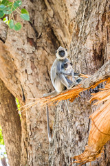 A family of Tufted Gray Langurs, or Madras gray langurs (Semnopithecus priam) sitting on a big tree. Uda Walawe national park, Sri Lanka.