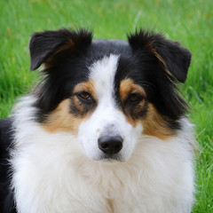 Chien berger australien