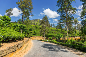 Narrow tarred road among tea plantations in Sri Lanka.