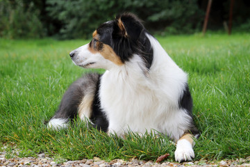 Chien berger australien