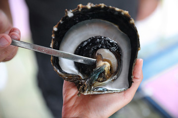 Tahiti black pearl farming demonstration. Farmer showing black lip oyster to cultivate the precious...