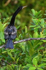 Anhinga d'Amérique dans la jungle du Costa Rica