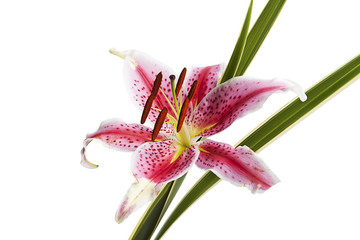 flor liliim en fondo blanco