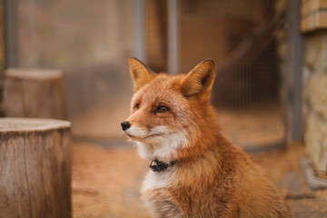 лиса в зоопарке 