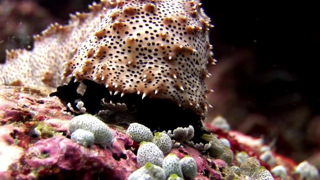 Sea cucumber underwater on background of amazing seabed in Maldives. Unique video footage. Abyssal relax diving. Natural aquarium of ocean. Beautiful animals.