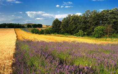 Fototapeta na wymiar Lavender flower field in the summer, near Pannonhalma in Hungary