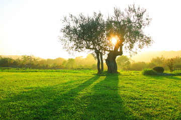 Olive tree on sunset
