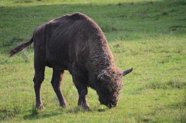 Aurochs