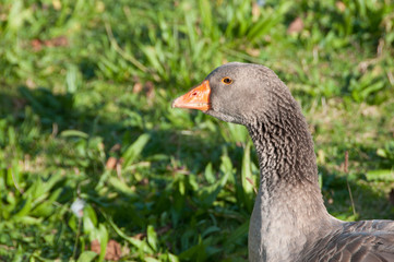 goose