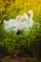 Five young goose together sit in the grass