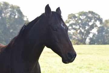 Obraz premium Dark horse in a field of grass in the netherlands