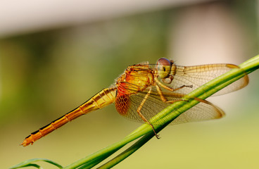 Dragonfly 