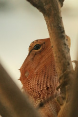 Asian Lizard