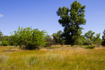 Obraz premium Summer landscape with green trees, meadow and blue sky