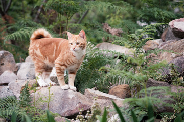 Ginger kitten in garden with rocks and ferns