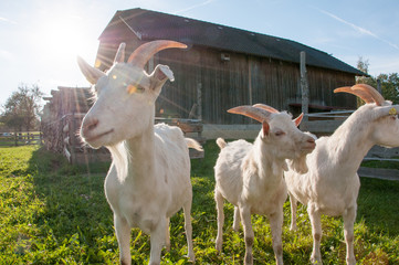 Fototapeta premium goats on green grass with shack