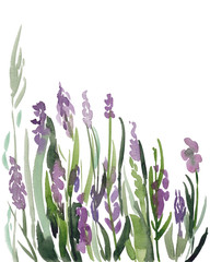 Watercolor sketch illustration of lavender flowers