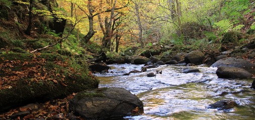 ruisseau en sous-bois en automne, Auvergne
