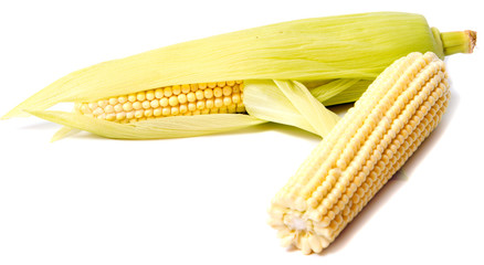 Isolated corn. Two ears of sweet corn peeled and with leaves isolated on white background with clipping path