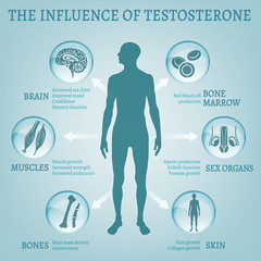 Testosterone Effects Infographics - obrazy, fototapety, plakaty