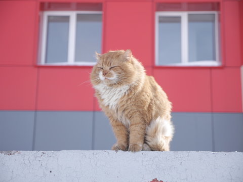 The worlds most northen cat, Barentsburg, Spitsbergen