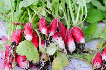 fresh radish out of garden beds