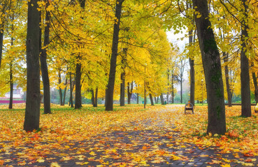 Colorful golden foliage in the autumn park. Beautiful high trees. Composition of nature