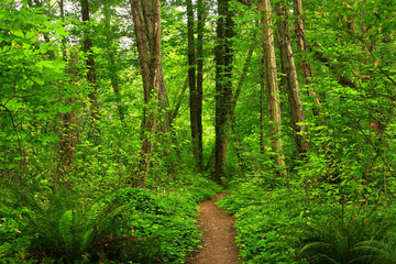 Obraz premium a picture of an Pacific Northwest forest trail