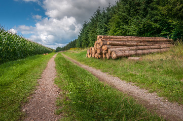 Baumstämme am Waldweg