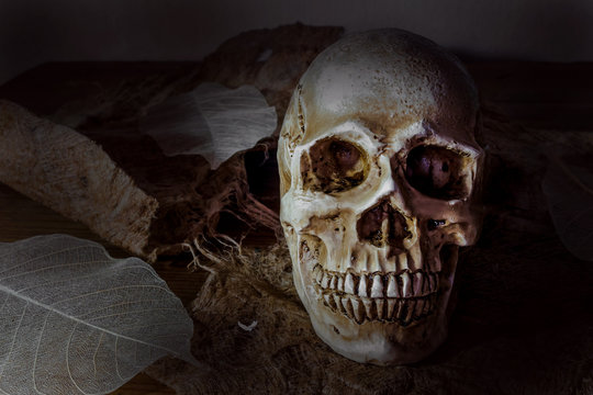 Still life photography human skulls in dark vintage tone