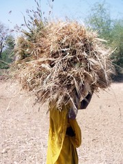 Woman in sari carrying wheat on her head during harvest