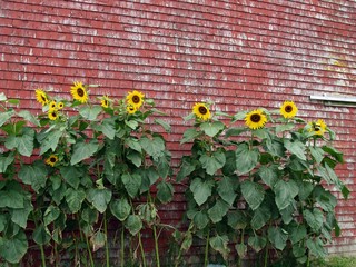 Sunflowers against a red wall