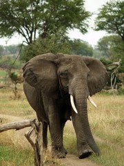 Fototapeta na wymiar African elephant Tarangire, Tanzania