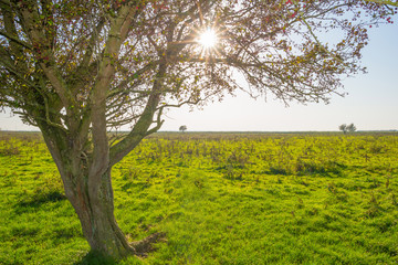 Fototapeta premium Tree in a field below a blue sky in sunlight at fall