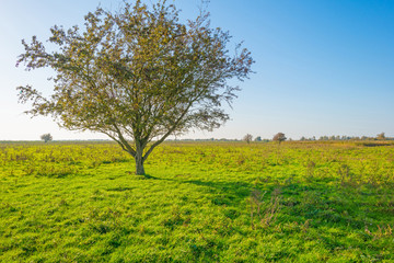 Fototapeta na wymiar Tree in a field below a blue sky in sunlight at fall