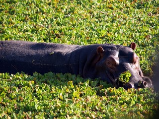 Hippopoomus surrounded by vegetation, South Lungwa National Park, Zambia